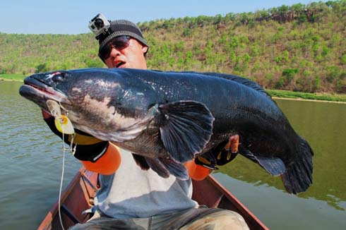 World record giant snakehead.jpg